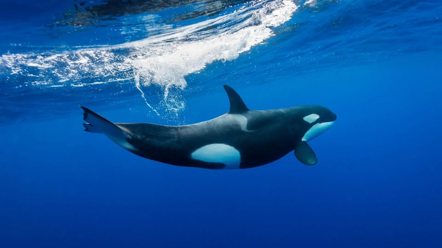 Rare Wildlife Moment Orca Takes Down Great White Shark in Jaw-Dropping Footage