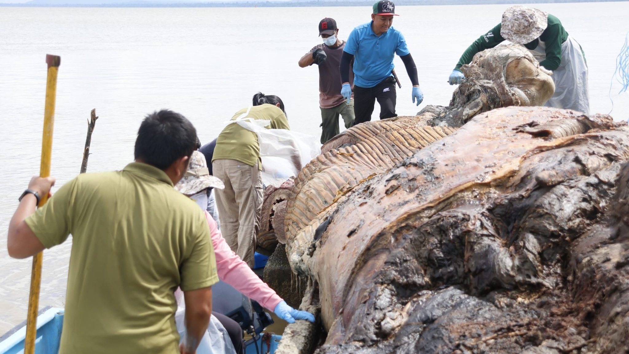 First Sei Whale Discovery in Sarawak Waters Sparks Marine Biodiversity Insight
