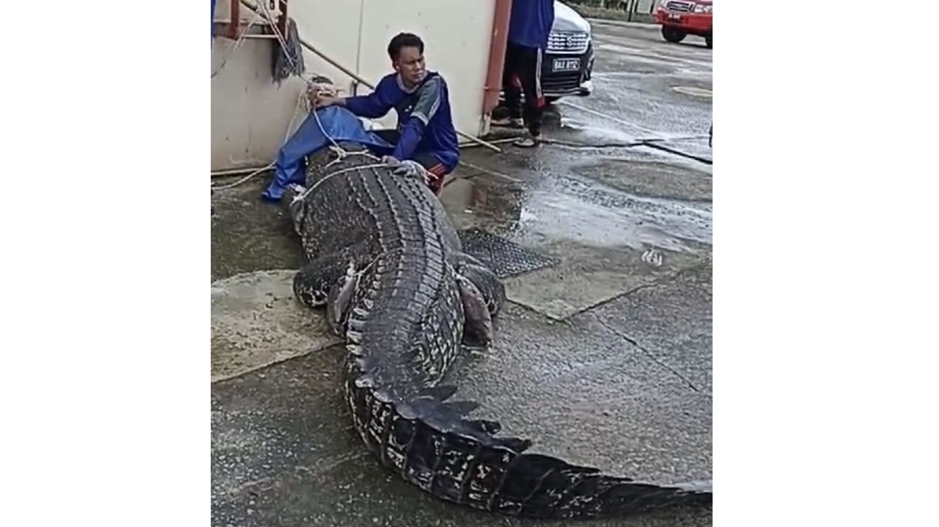 Two Large Crocodiles Captured in Lawas After Water Levels Rise
