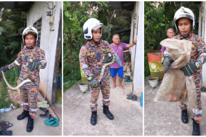 Firefighters Catch 3-Metre Python in Sarikei Village Kitchen