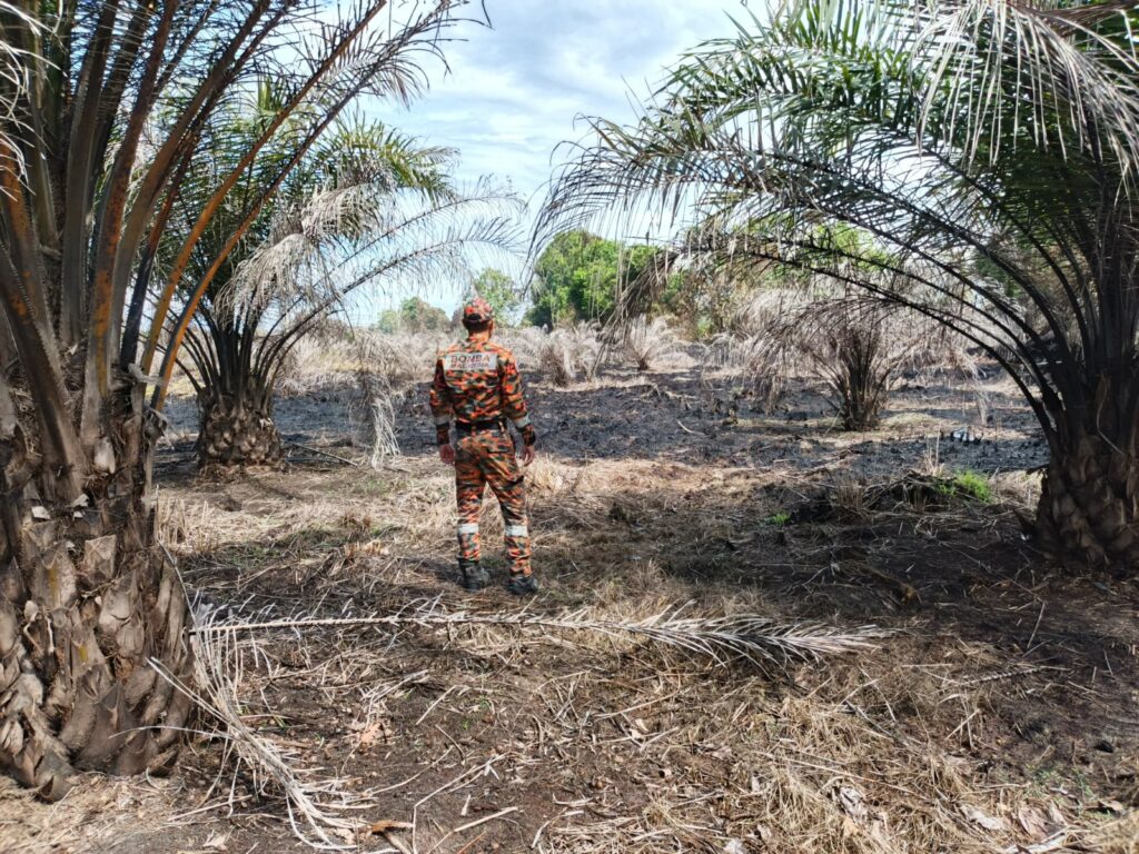 Heavy Rain Helps Mukah Rumbia Farm Fire Fully Extinguished 2 Heavy Rain Helps Mukah Rumbia Farm Fire Fully Extinguished