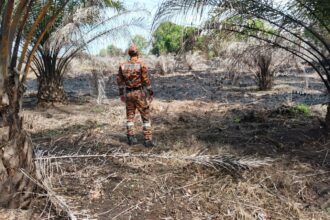 Heavy Rain Helps Mukah Rumbia Farm Fire Fully Extinguished