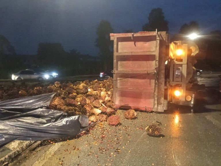 Lorry Overturns in Sibu, Palm Fruits Scattered and Diesel Spills 2 Lorry Overturns in Sibu, Palm Fruits Scattered and Diesel Spills