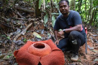 Rafflesia and Orang Asli Preservation, Revival, and Challenges