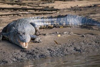 Fisherman Killed in Suspected Crocodile Attack in Sandakan River