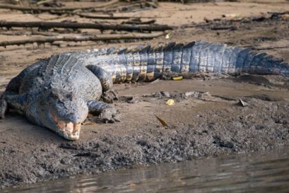Fisherman Killed in Suspected Crocodile Attack in Sandakan River