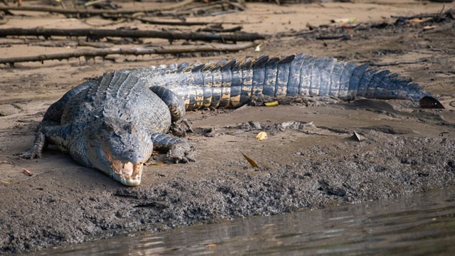 Fisherman Killed in Suspected Crocodile Attack in Sandakan River