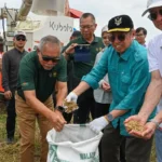 Kuala Rajang Land Lease Model Boosts Paddy Production and Local Economy