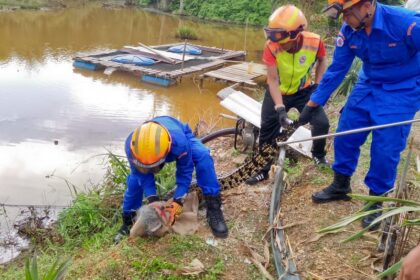 Six-Foot Crocodile Caught at Saratok Fish Pond by APM Team