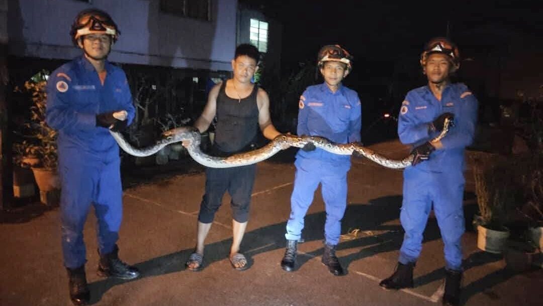 Batik Python Startles Spaoh Resident, Rescued by Civil Defence Team