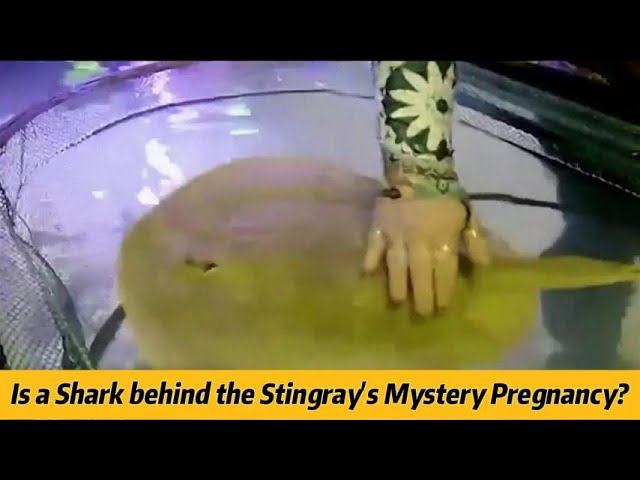 A Science Mystery That Has Everyone Talking 1 A Science Mystery That Has Everyone Talking