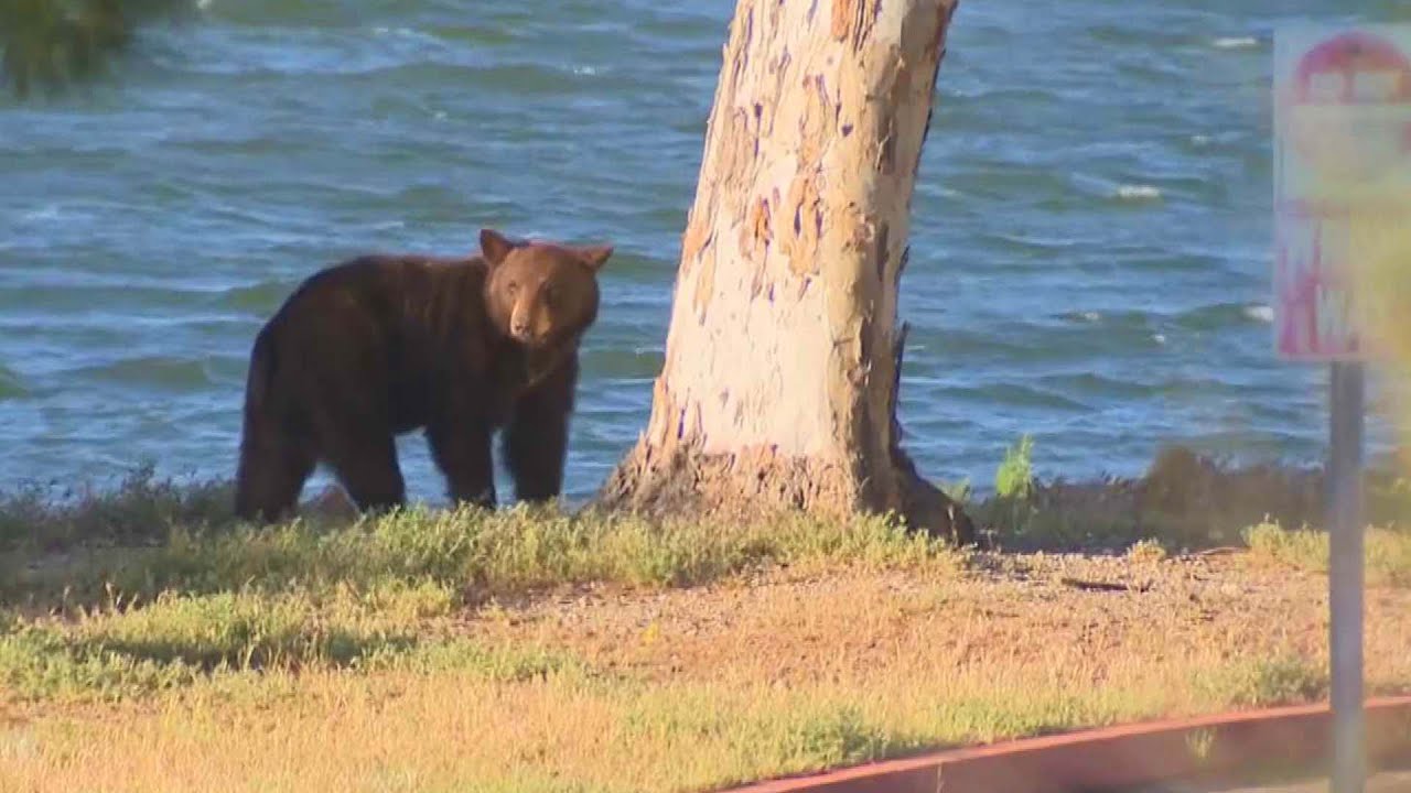 Bear Spotted Roaming Castaic Lake: A Juvenile Adventure 1 Bear Spotted Roaming Castaic Lake A Juvenile Adventure