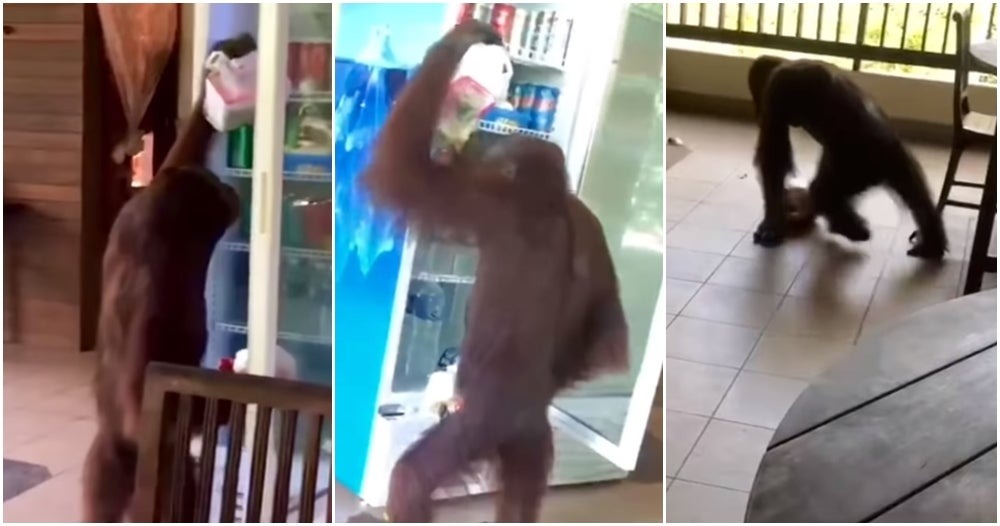 Clever Orangutan Caught Raiding Fridge at Keruing Cafe in RDC Sepilok 1 Clever Orangutan Caught Raiding Fridge at Keruing Cafe in RDC Sepilok