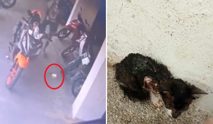 Kajang Teen Pleads Guilty to Setting Cat on Fire 1 Kajang Teen Pleads Guilty to Setting Cat on Fire