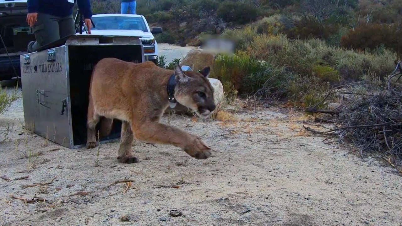 Rehabilitated Mountain Lion Released into the Wild 1 Rehabilitated Mountain Lion Released into the Wild