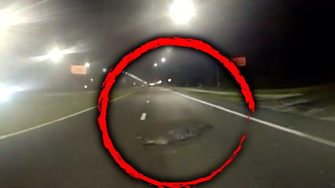 Sleepy Alligator Takes a Nap on Florida Street 1 Sleepy Alligator Takes a Nap on Florida Street