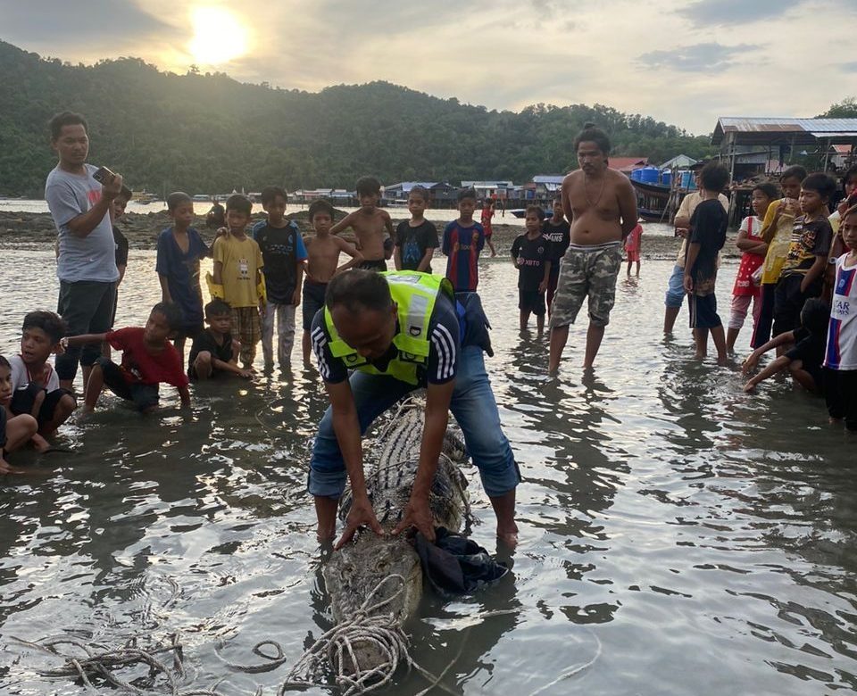Villagers Capture 12-Foot Crocodile in Pulau Gaya 1 Villagers Capture 12-Foot Crocodile in Pulau Gaya