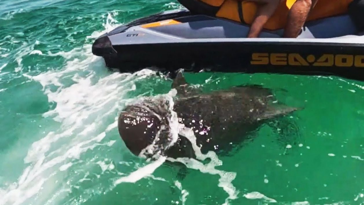 Terrifying Encounter as Shark Attacks Jet Skiers in Florida Panhandle 1 Terrifying Encounter as Shark Attacks Jet Skiers in Florida Panhandle