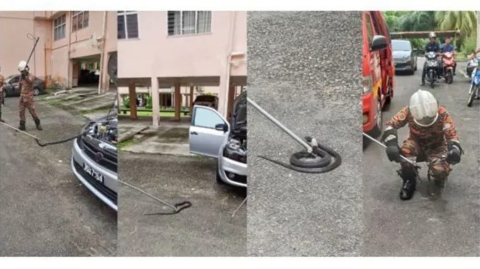 Dramatic Snake Rescue: 1m-Long Cobra Retrieved from Car Engine in Sandakan 1 Dramatic Snake Rescue 1m-Long Cobra Retrieved from Car Engine in Sandakan