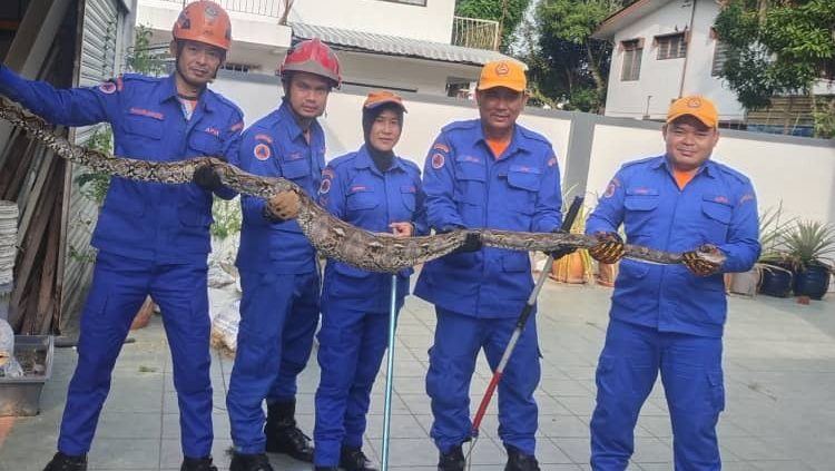 Giant Python Captured After Devouring Duck in Miri: A Morning Rescue Drama 1 Giant Python Captured After Devouring Duck in Miri A Morning Rescue Drama