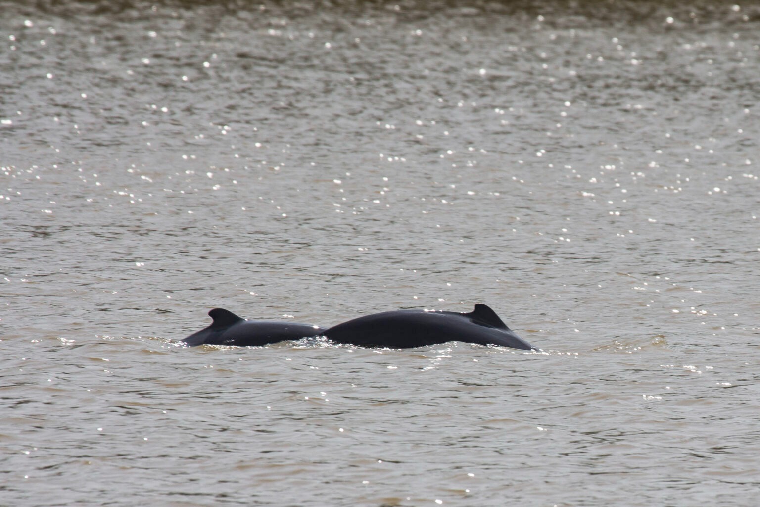 The Unique Bond Between Locals and Irrawaddy Dolphins Under Threat A Call for Conservation