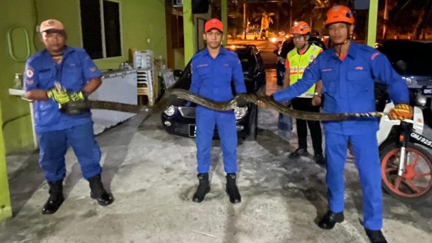 11-Foot Python Discovered Under Shoe Rack in Miri Home 1 11-Foot Python Discovered Under Shoe Rack in Miri Home