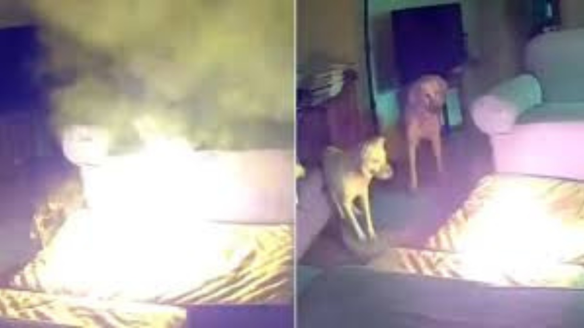 Dog's Playful Chew Turns Dangerous: Tulsa House Fire Ignited by Lithium-Ion Battery 1 Dog's Playful Chew Turns Dangerous Tulsa House Fire Ignited by Lithium-Ion Battery