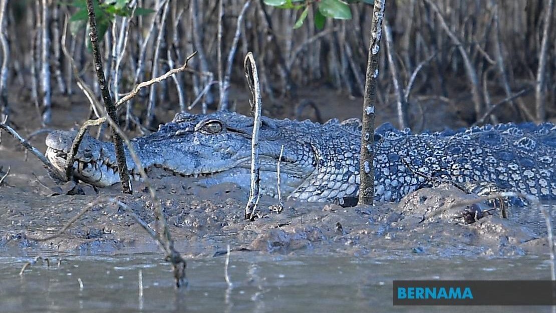 Man-Eating Crocodile Shot Dead in Lahad Datu After Fatal Attack on Plantation Worker
