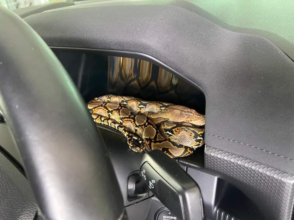 Shocking Discovery: Labuan Pickup Truck Owner Finds Python Coiled on Dashboard 2 Shocking Discovery Labuan Pickup Truck Owner Finds Python Coiled on Dashboard