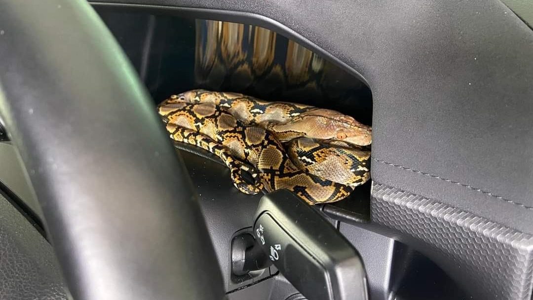 Shocking Discovery: Labuan Pickup Truck Owner Finds Python Coiled on Dashboard 1 Shocking Discovery Labuan Pickup Truck Owner Finds Python Coiled on Dashboard