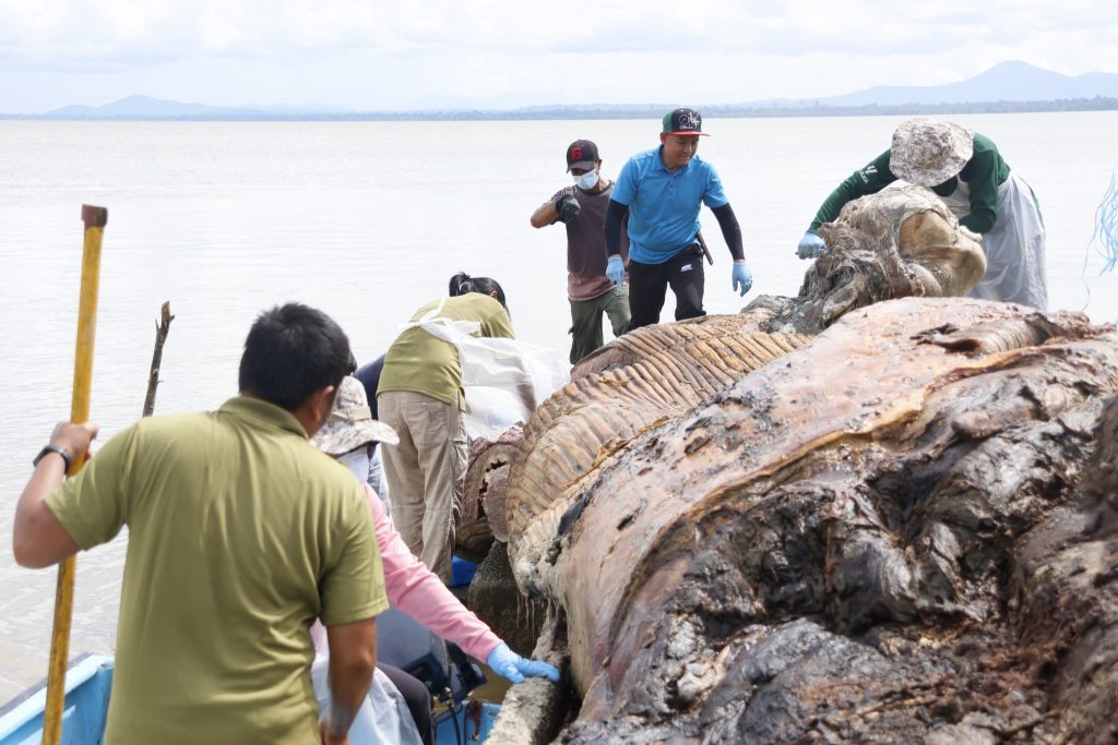 Whale Carcass Found in Batang Lupar: Shocking Discovery During Monsoon 2 Whale Carcass Found in Batang Lupar Shocking Discovery During Monsoon