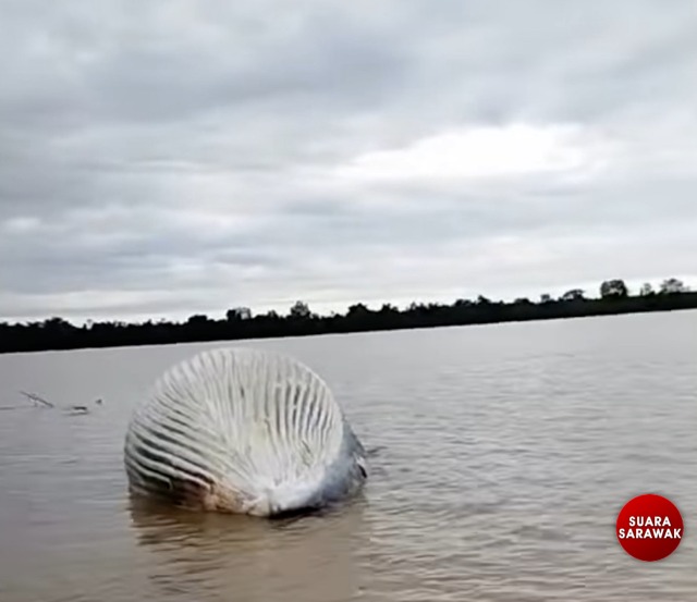 Whale carcass Mystery Near Pulau Seduku: SFC Investigates Viral Video Claim 2 Whale carcass Mystery Near Pulau Seduku SFC Investigates Viral Video Claim