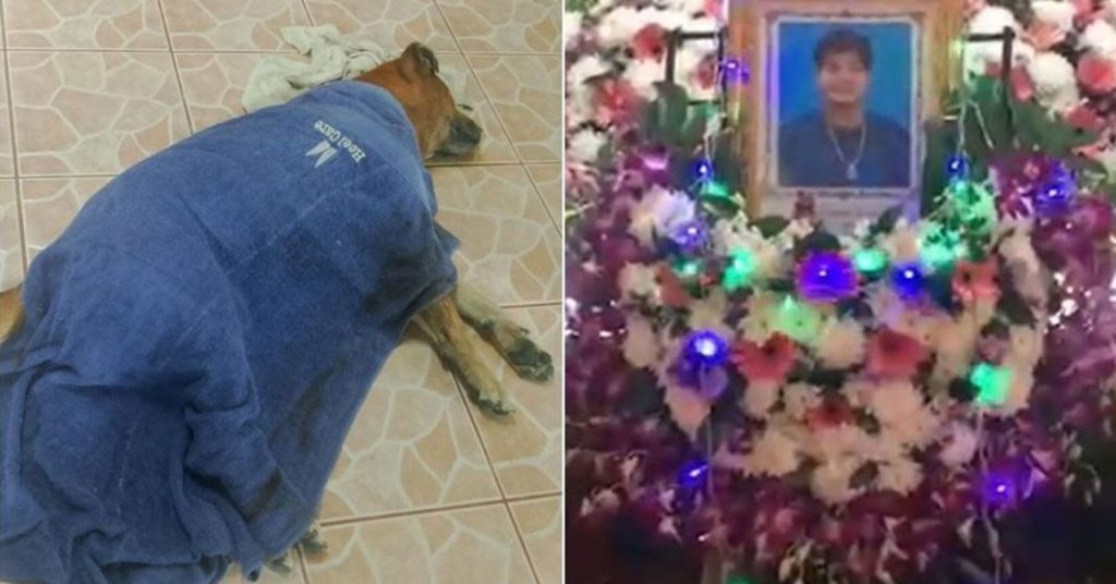 Heartbreaking Loyalty: Dog Dies Beside Owner's Coffin in Thailand 2 Heartbreaking Loyalty Dog Dies Beside Owner's Coffin in Thailand