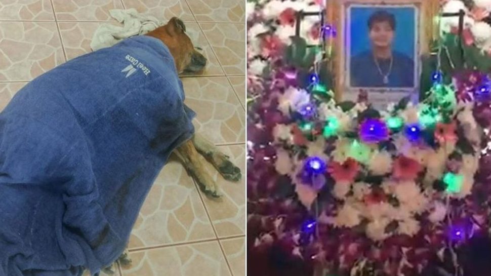 Heartbreaking Loyalty: Dog Dies Beside Owner's Coffin in Thailand 1 Heartbreaking Loyalty Dog Dies Beside Owner's Coffin in Thailand