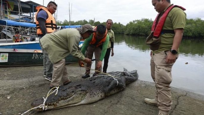 Massive 3.9-Metre Crocodile Captured in Sarawak River Operation 1 Massive 3.9-Metre Crocodile Captured in Sarawak River Operation