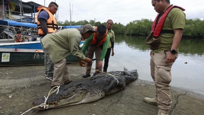 Massive 3.9-Metre Crocodile Captured in Sarawak River Operation 2 Massive 3.9-Metre Crocodile Captured in Sarawak River Operation