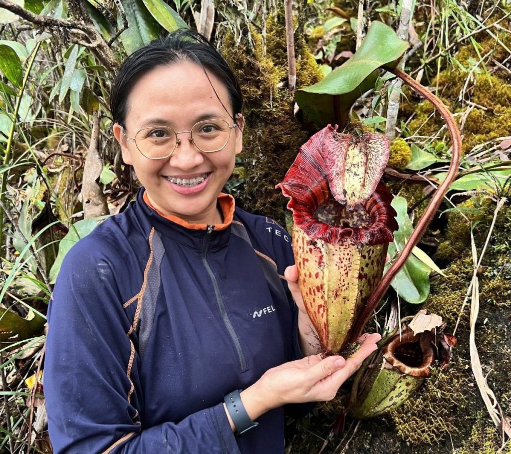 New Giant Pitcher Plant in Sabah Named After Orangutan, Highlights Conservation Needs 2 New Giant Pitcher Plant in Sabah Named After Orangutan, Highlights Conservation Needs
