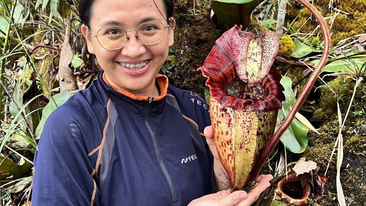 New Giant Pitcher Plant in Sabah Named After Orangutan, Highlights Conservation Needs 1 New Giant Pitcher Plant in Sabah Named After Orangutan, Highlights Conservation Needs