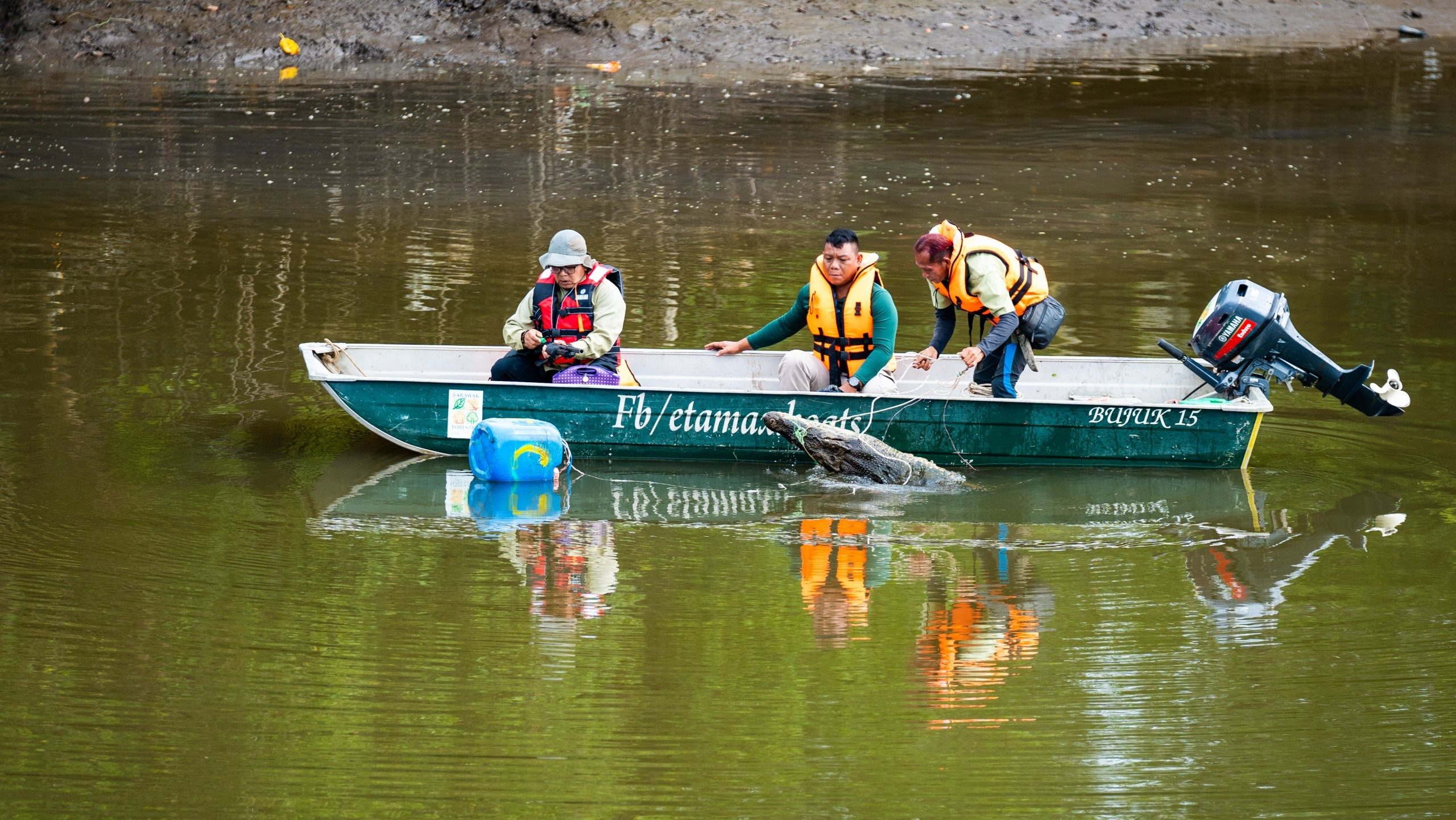 Ops Nyah Buaya: Another 10-Foot Crocodile Captured in Kuching 1 Ops Nyah Buaya Another 10-Foot Crocodile Captured in Kuching