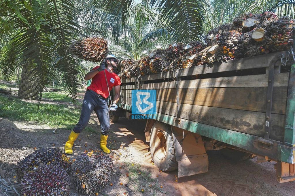 ACCCIS Proposes Key Solutions to Tackle Labour Shortage in Sarawak 2 ACCCIS Proposes Key Solutions to Tackle Labour Shortage in Sarawak