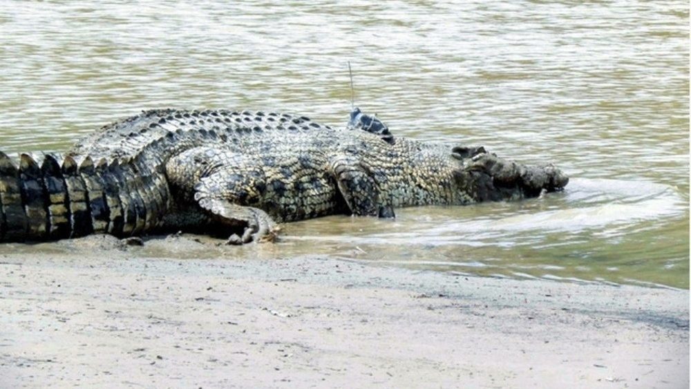 Beware of Crocodiles! SFC Issues Public Alert Amid Sarawak Floods 1 Beware of Crocodiles! SFC Issues Public Alert Amid Sarawak Floods