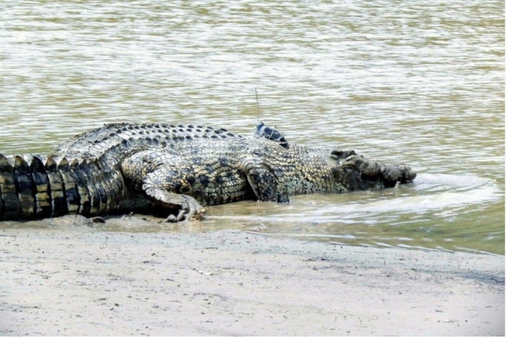 Beware of Crocodiles! SFC Issues Public Alert Amid Sarawak Floods 2 Beware of Crocodiles! SFC Issues Public Alert Amid Sarawak Floods