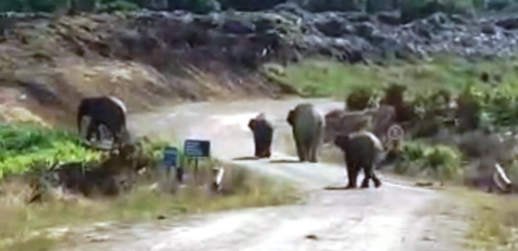 Elephants Threaten Tawau Village, Farmers Plead for Urgent Action