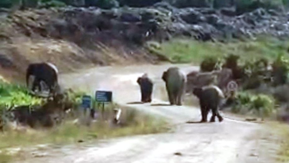 Elephants Threaten Tawau Village, Farmers Plead for Urgent Action