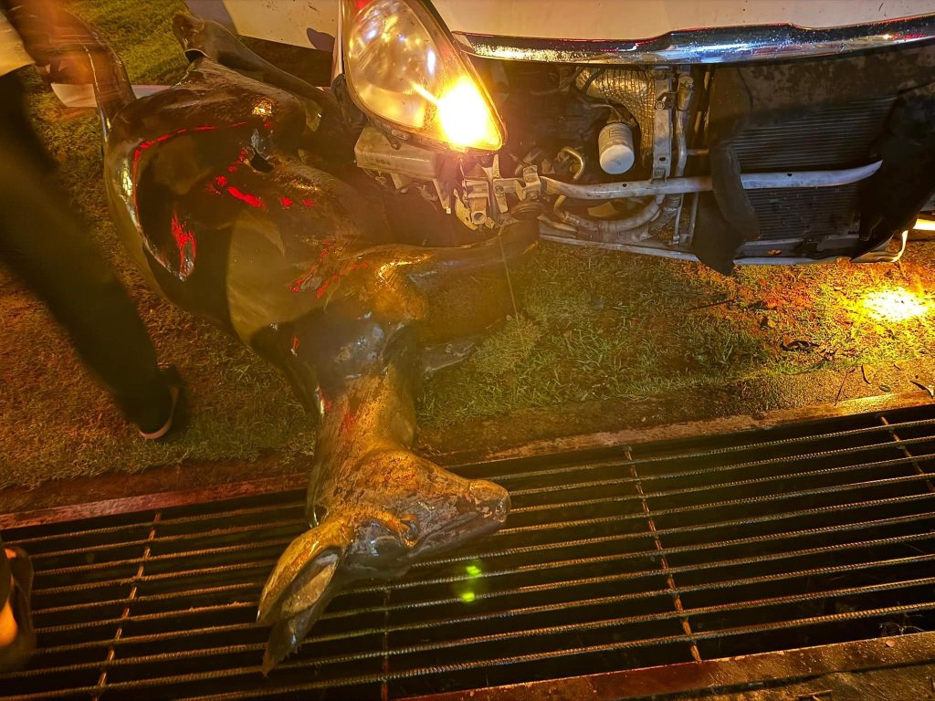 Female Driver Crashes Into Decorative Kangaroo at Mile 3