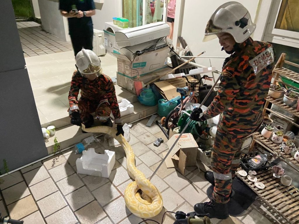 Miri Firefighters Rescue Escaped Albino Python, Hand It to SFC 2 Miri Firefighters Rescue Escaped Albino Python, Hand It to SFC