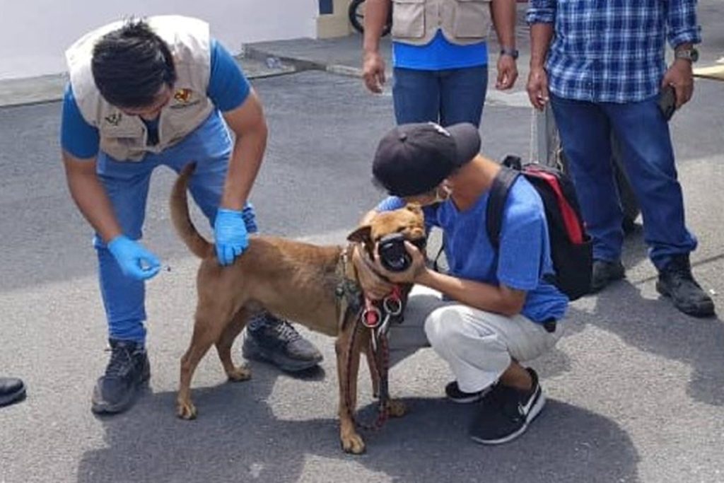 Sarawak Makes Anti-Rabies Vaccination Mandatory for All Pet Dogs 2 Sarawak Makes Anti-Rabies Vaccination Mandatory for All Pet Dogs