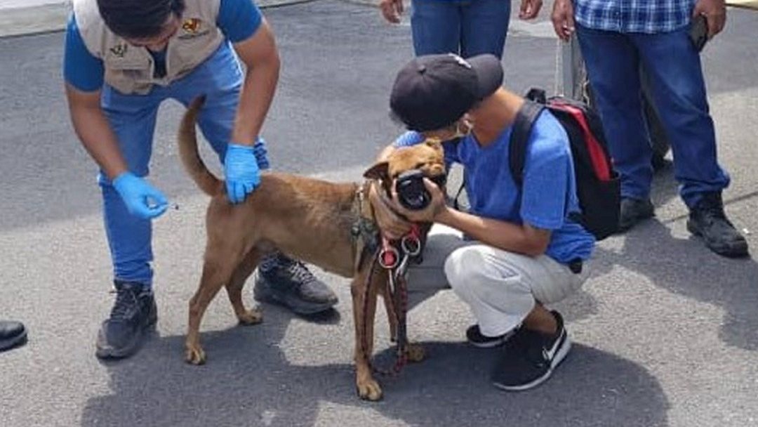 Sarawak Makes Anti-Rabies Vaccination Mandatory for All Pet Dogs 1 Sarawak Makes Anti-Rabies Vaccination Mandatory for All Pet Dogs