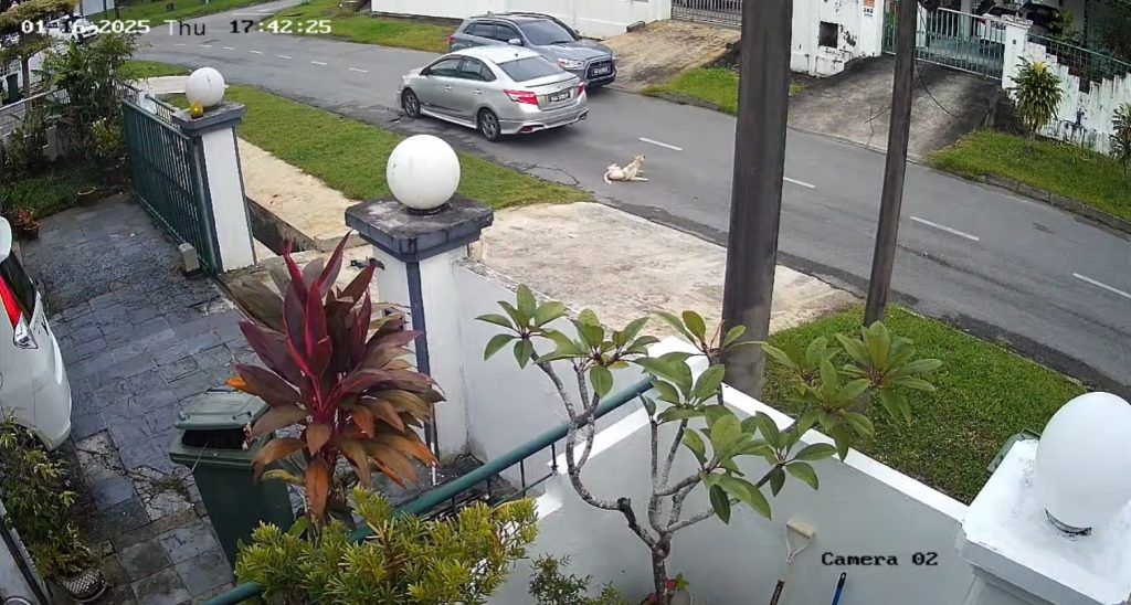 Stampin MP Chong Joins Call for Justice After Dog Killed in Hit-and-Run