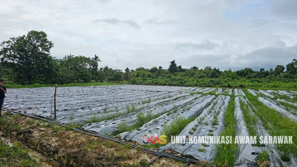 Chili Cultivation with Drip Irrigation Brings New Hope for Farmers in Simunjan 2 Chili Cultivation with Drip Irrigation Brings New Hope for Farmers in Simunjan